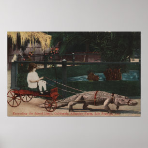 Poster Los Angeles, CAAlligator FarmPulling