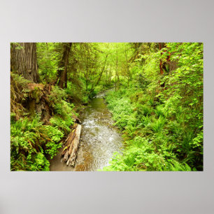 Poster Lost Man Creek II à Redwood National Park