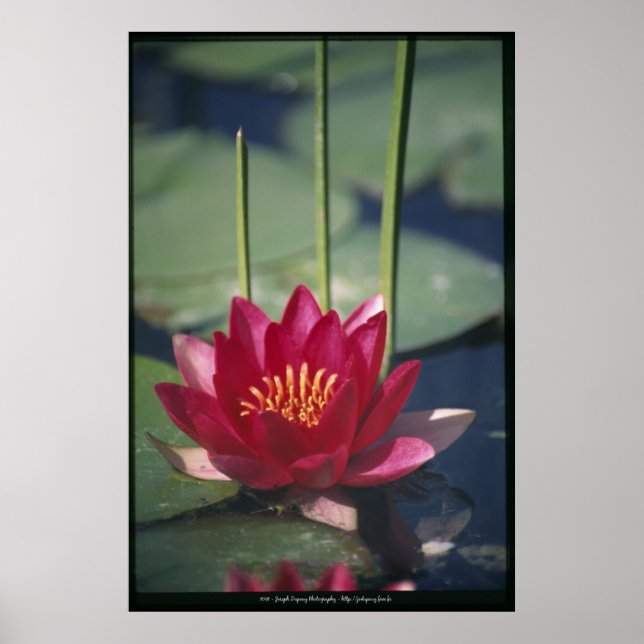 Poster lotus (Devant)