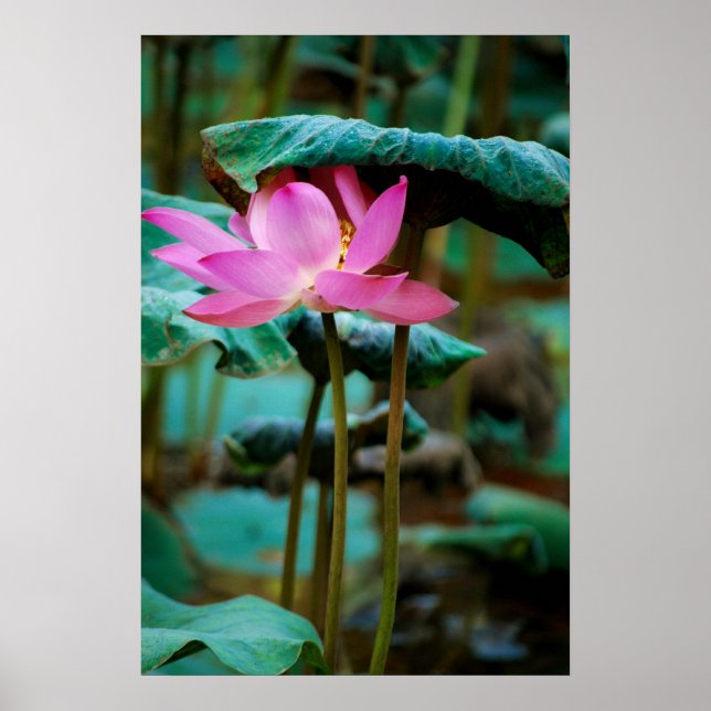Poster ...lotus (Devant)