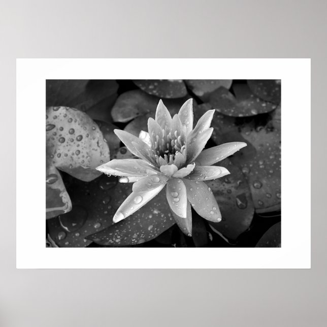 Poster Lotus (Devant)