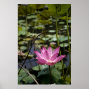Poster Lotus