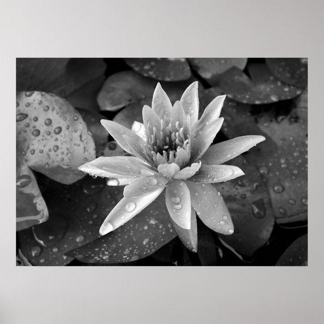 Poster Lotus (Front)