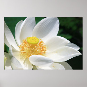 Poster Lotus blanc