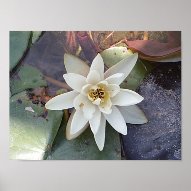 POSTER LOTUS BLANC (Devant)
