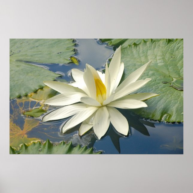 Poster Lotus blanc (Devant)