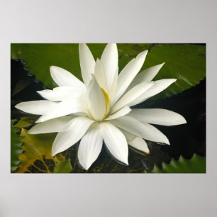 Poster Lotus blanc