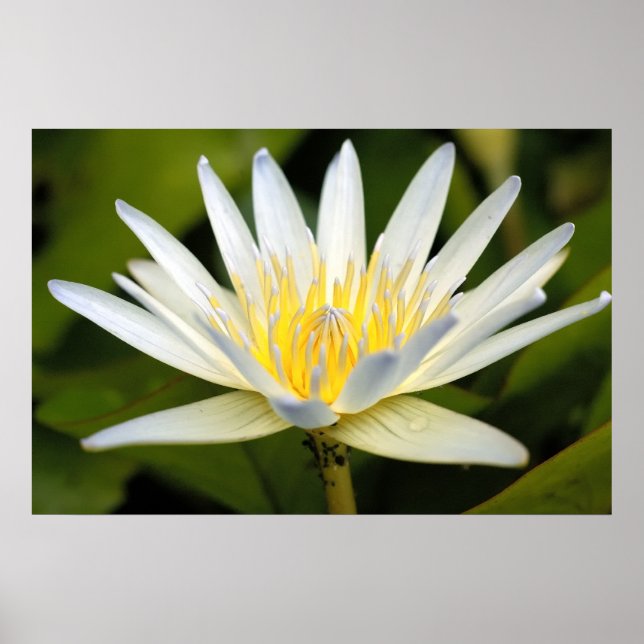 Poster Lotus blanc (Devant)
