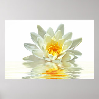 Poster lotus blanc flottant dans l'eau