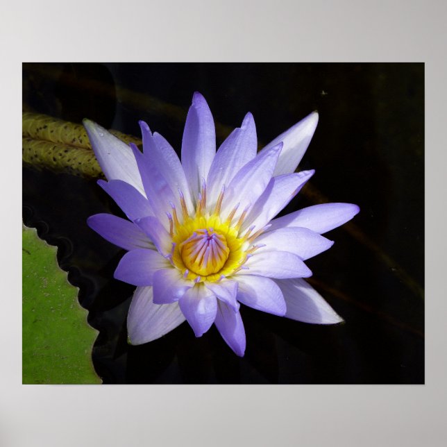 Poster lotus bleu du Nil (Devant)