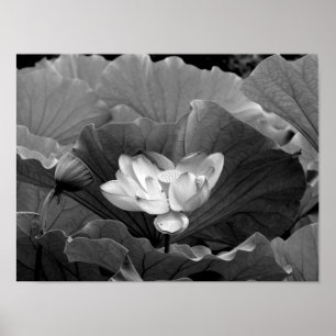 Poster Lotus Bloom en noir et blanc