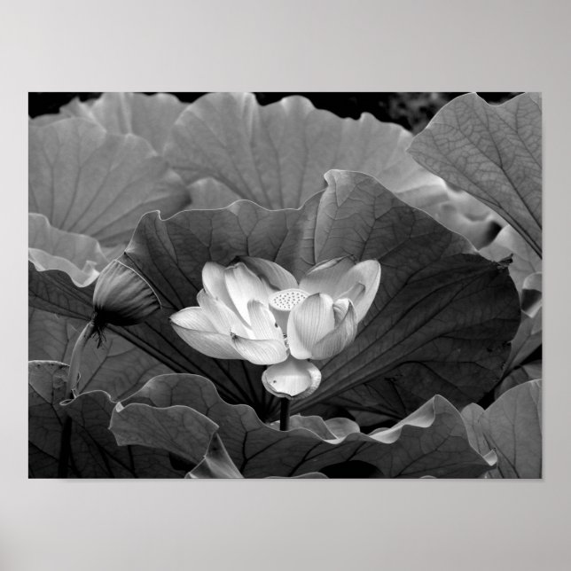 Poster Lotus Bloom en noir et blanc (Devant)