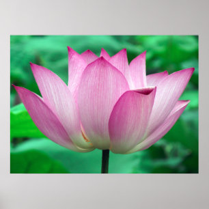 Poster Lotus Blossom