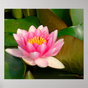 POSTER LOTUS BLOSSOM, ROSE AVEC CENTRE D'OR SUR LILY PADS