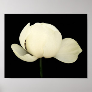 Poster Lotus Bud