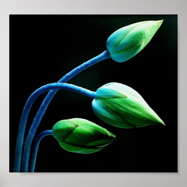 Poster Lotus Buds (Devant)