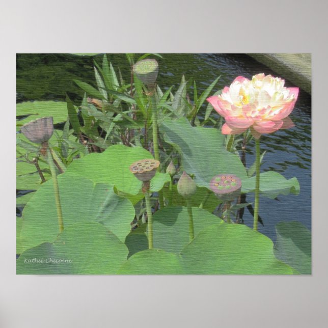 Poster Lotus dans le jardin (Devant)