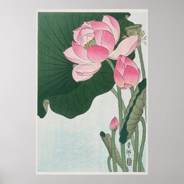 Poster Lotus en fleurs (Devant)