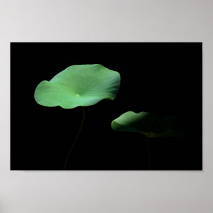 Poster Lotus Feuilles