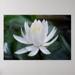 Poster Lotus or waterlily and meaning