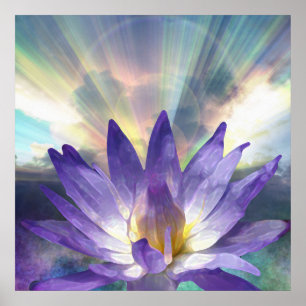 Poster Lotus pourpre