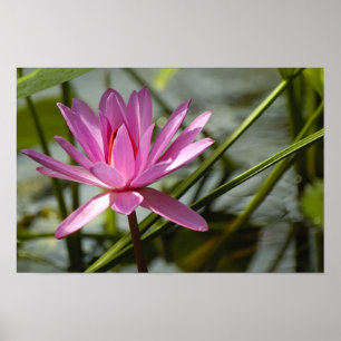 Poster Lotus rose