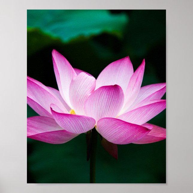 Poster Lotus rose (Devant)