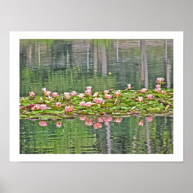 POSTER "LOTUS ROSE BLOSSOMS ET RÉFLEXIONS EN ÉTONNE" (Devant)