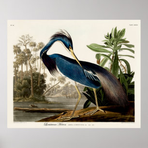 Poster Louisiana Heron, 1834, From the Birds of America