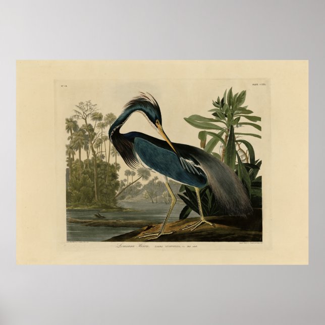 Poster Louisiana Heron - de Audubon's Birds of America (Devant)