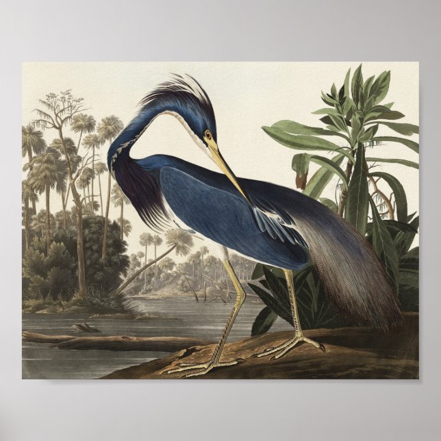Poster Louisiana Heron d'Oiseaux d'Amérique (Devant)