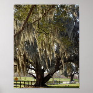 Poster Louisiana Oak [Imprimer l'art]