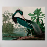 Louisiane Heron Birds of America Audubon Print