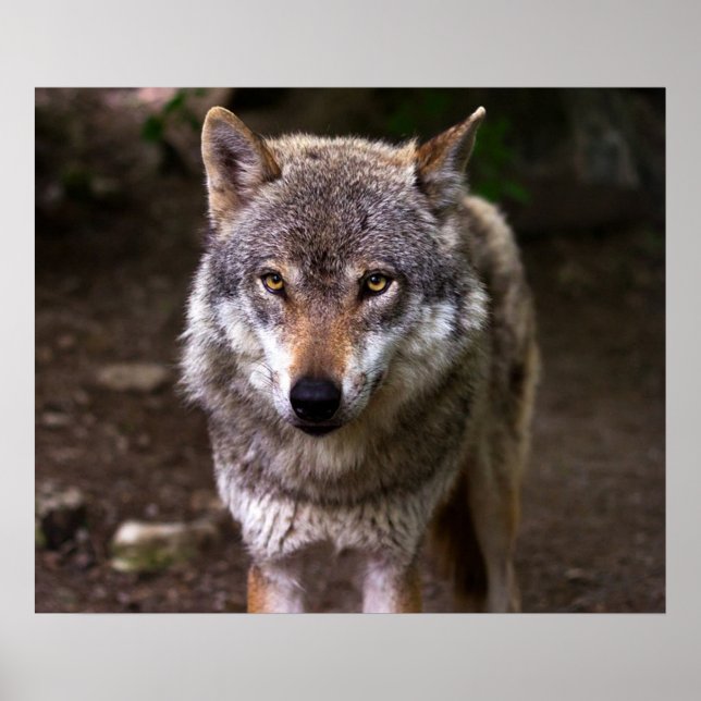 Poster Loup (Devant)