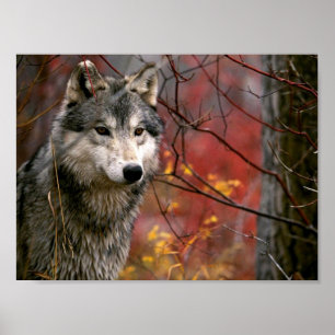 Poster Loup