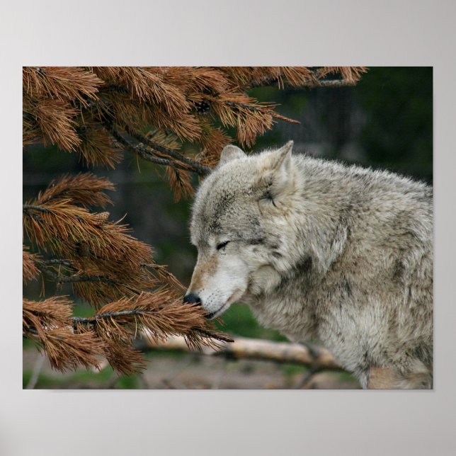 Poster Loup (Devant)