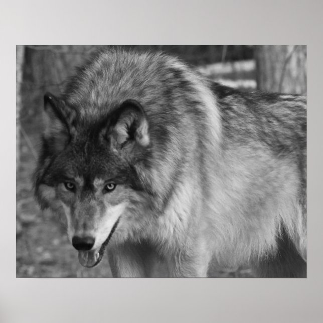 Poster Loup (Devant)