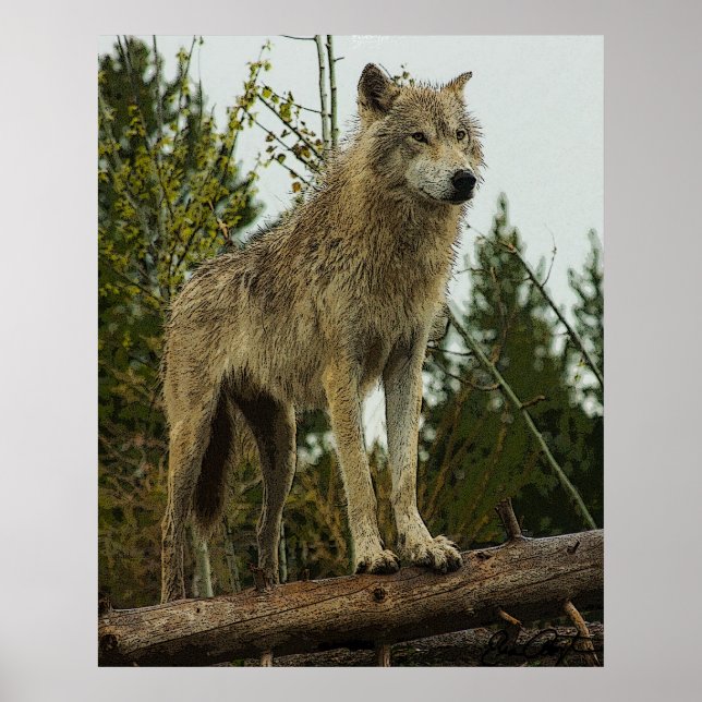 Poster Loup (Devant)