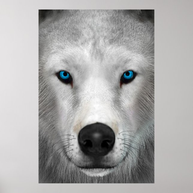 Poster Loup Arctique (Devant)