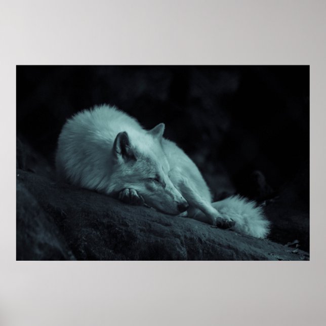 Poster Loup arctique (blanc) (Devant)