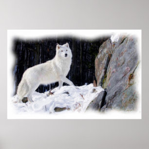 POSTER LOUP BLANC
