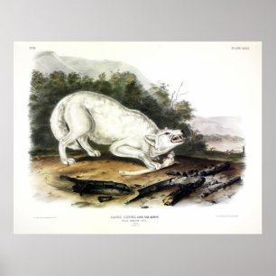 Poster Loup blanc américain, Canis lupus arctos par Audub