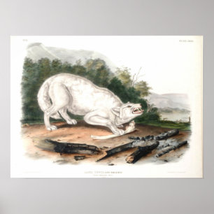 Poster Loup blanc américain par John James Audubon