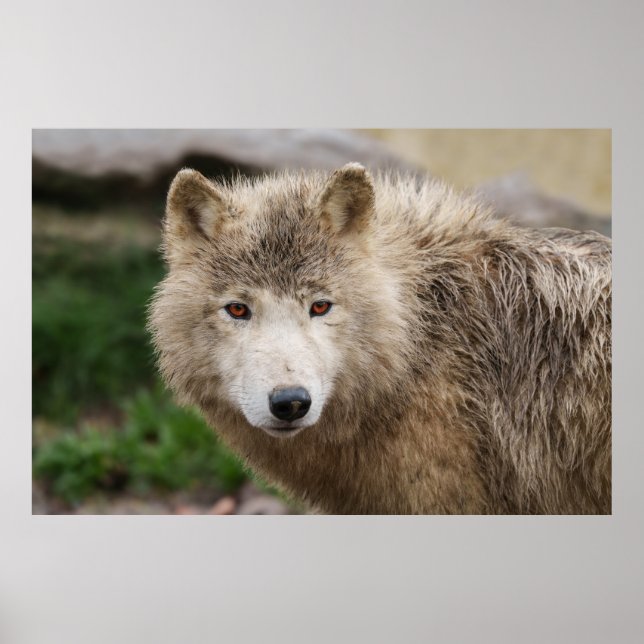 Poster Loup blanc boueux (Devant)