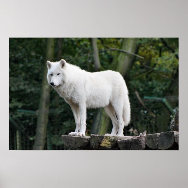 Poster Loup blanc sauvage (Devant)