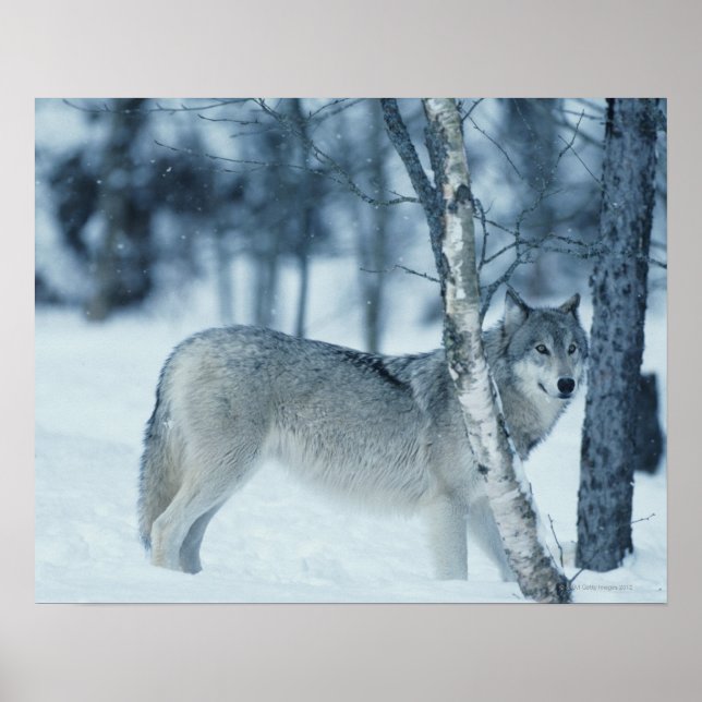Poster Loup (Canis lupus) en hiver (Devant)