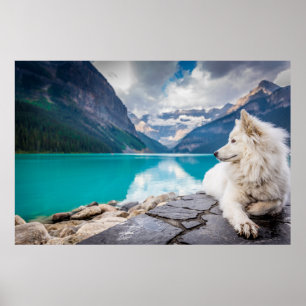 Poster Loup chez Lake Louise, Canadien les Rocheuses
