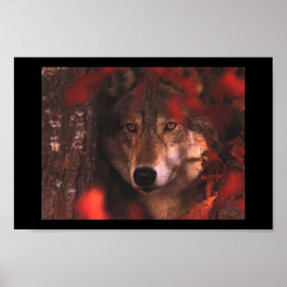 Poster Loup d'automne