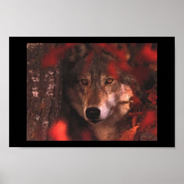 Poster Loup d'automne (Devant)