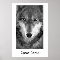 Loup de bois #1 Canis lupus